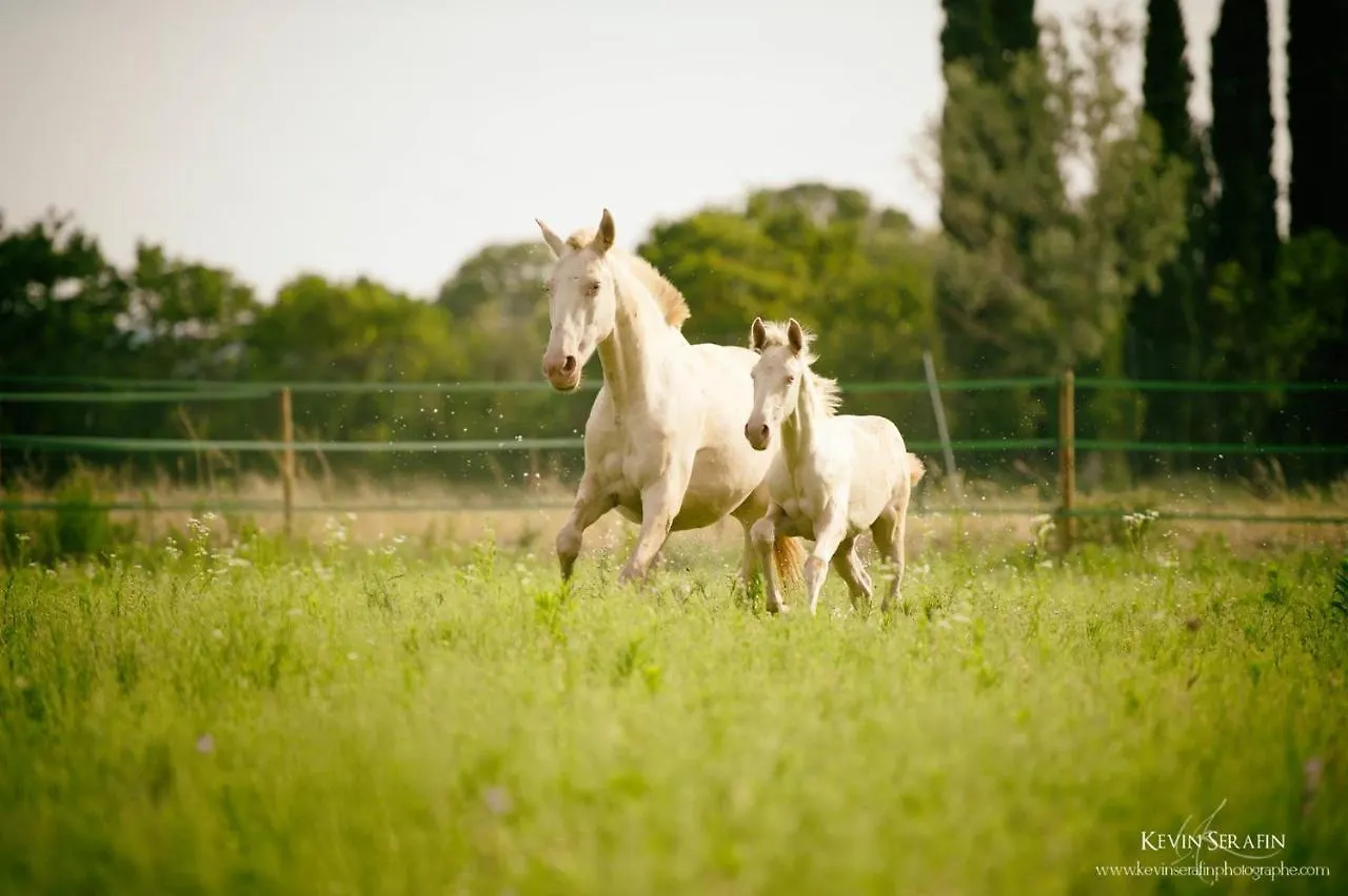 Domaine Cap Rubis Bed & Breakfast Paradou